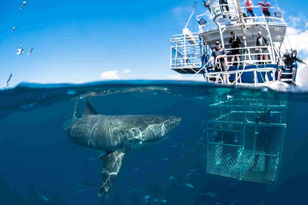 cage-dive-with-sharks