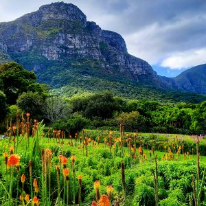 Constantia & Kirstenbosch Tour