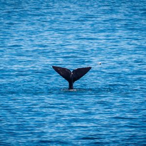 Hermanus: Whale Watching