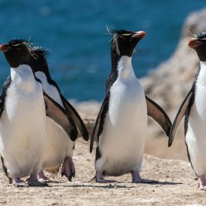 Penguin & Wine Tour