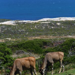 Cape Town Full Day Safari
